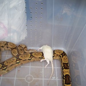 pastel male breeder