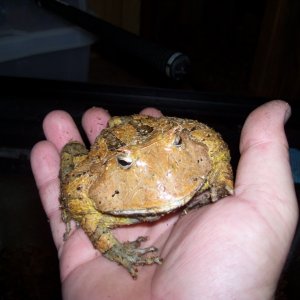 surinam horned frog female brown phase