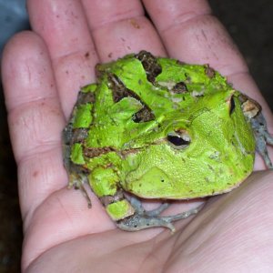 surinam horned frog male, green phase