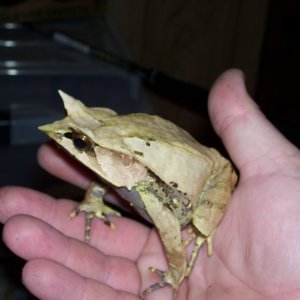 malaysian leaf frog, male