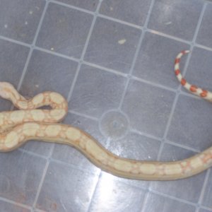 coral albino boa, male