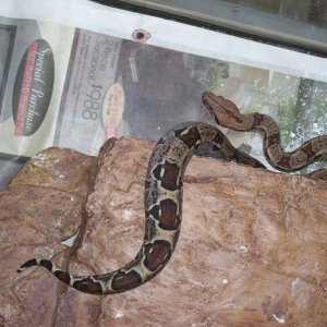 coral albino het, female