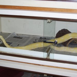 albino boa, female