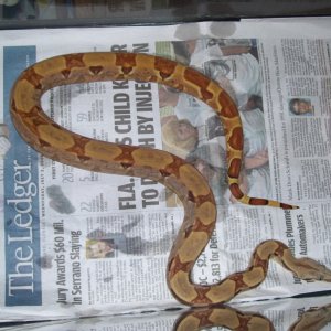 new arrival, orange tail hypo. boa female