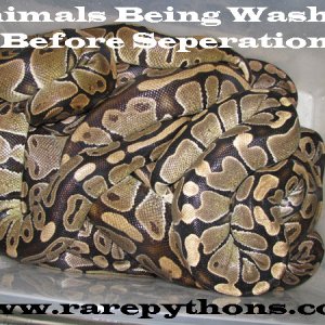 Gravid Ball Pythons For Sale