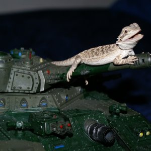 Bearded_dragon_024