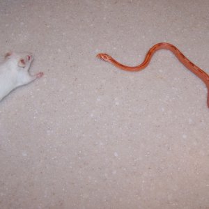 Dinner time