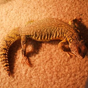 My uro :)