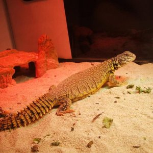 My uro :)