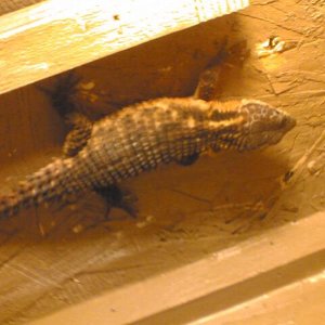 AL