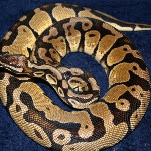 New Lemon Pastel