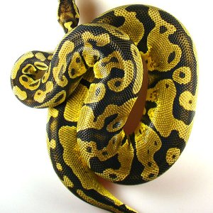 New Lemon Pastel 2
