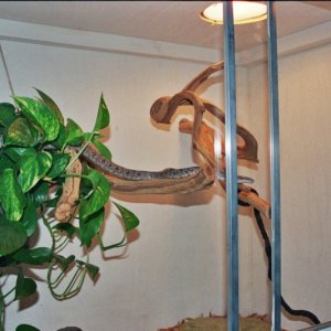 New Ratsnake Cage w/Cosmo