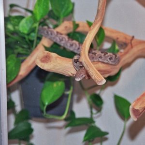 New Ratsnake Cage w/Cosmo