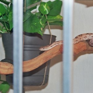 New Ratsnake Cage w/Wanda