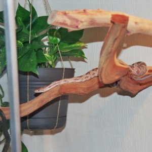 New Ratsnake Cage w/Wanda