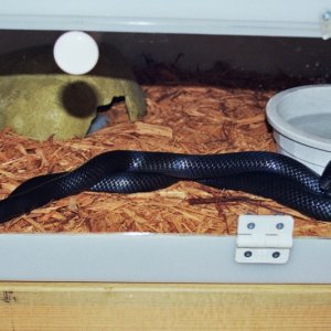 Kenny and Kami - Black Milksnakes