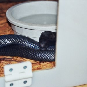Kenny and Kami - Black Milksnakes