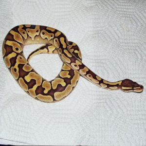 Delilah - 08 Lesser Platinum