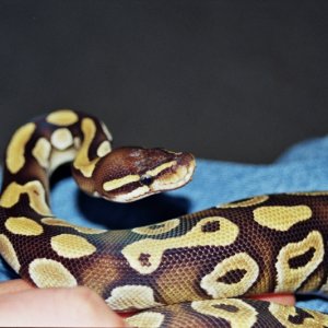 Samson - 08 Mojave