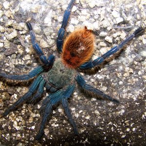 Green bottle blue (comon name)