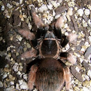 brachypelma klassi, mexican pink