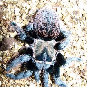 brachypelma verdezi