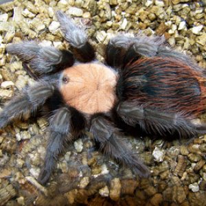 brachypelma albiceps,mexican golden redrump
