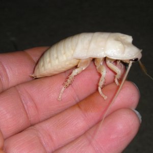 Roaches