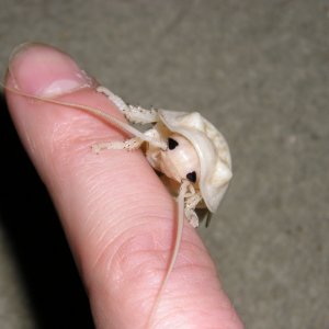 Roaches