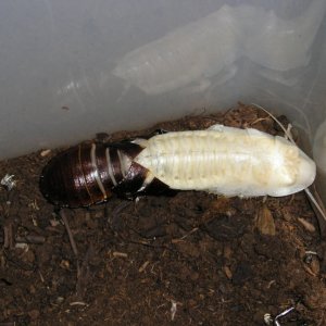 Roaches