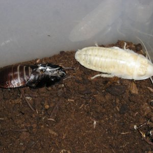 Roaches