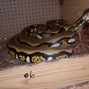 snakes