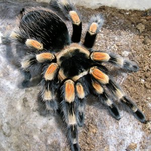 Red Knee