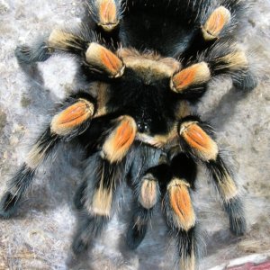 Red Knee