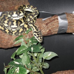 Luci in her new digs
