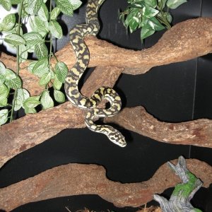 Luci in her new digs