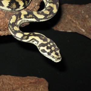Luci in her new digs