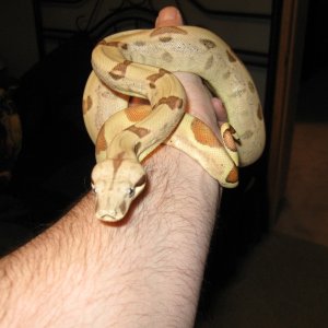 Callisto