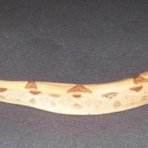Callisto