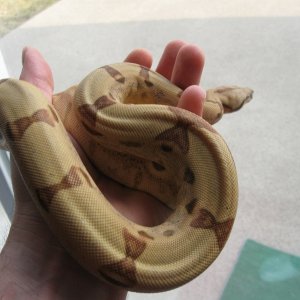 Callisto