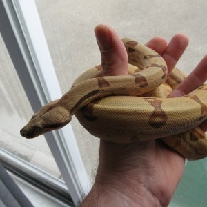 Callisto