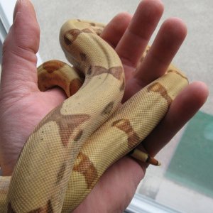 Callisto