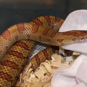 cb mole kingsnake male