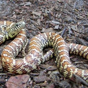 hypo FL king '08