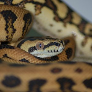 IJ Jaguars at 9 months