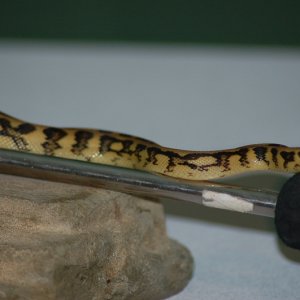 IJ Jaguars at 9 months