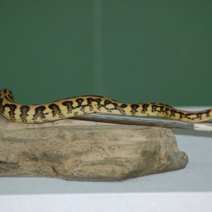 IJ Jaguars at 9 months