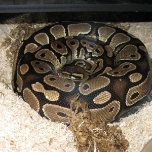 Juliet 24 days POS