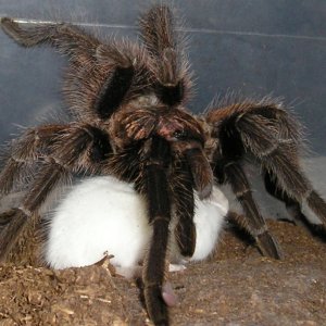 Haitian Brown  Phormictopus canerides w/hopper :)